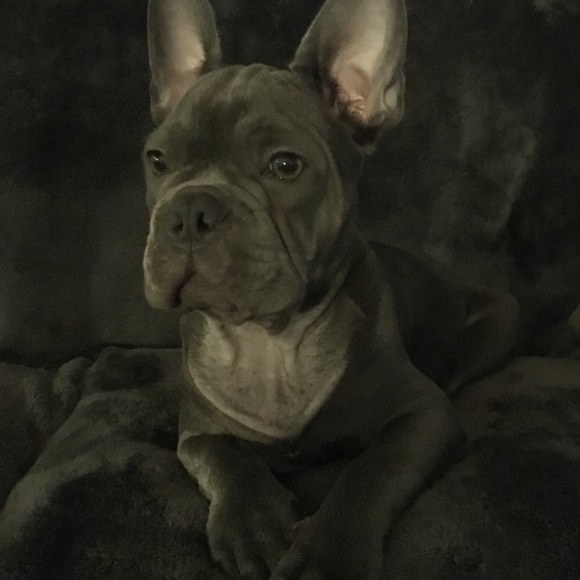 NOT FOR SALE and PET FREE HOME!!! ๐๐ค๐ - Picture 7 of 8